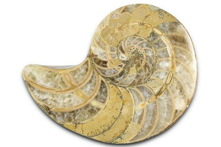 Cut & Polished Jurassic Nautilus Fossil (Half) - Madagascar #365529